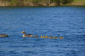 Familie-Ente-macht-einen-Ausflug