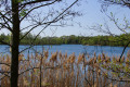 Schilf-am-See