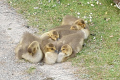 flauschiger-Nachwuchs
